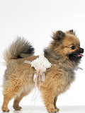 PIP-02-206-0